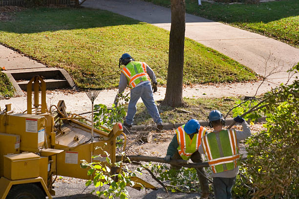 How Our Tree Care Process Works  in  Baltimore, OH