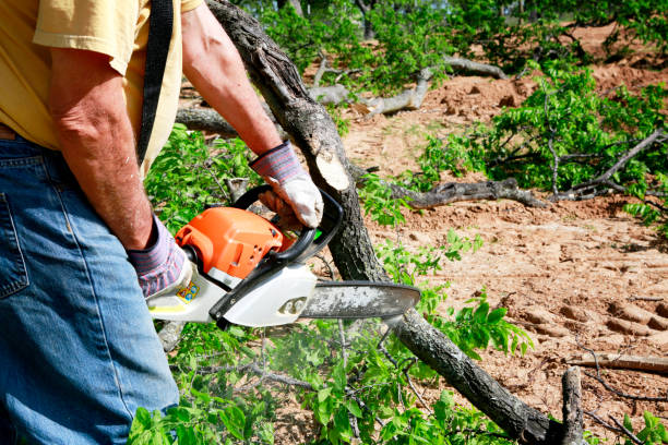 Reliable Baltimore, OH  Tree Services Solutions